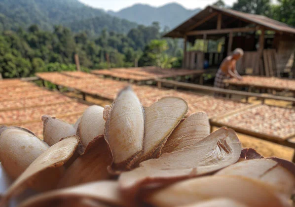 Red Tongkat Ali Original Root Slices β πΏ Wild-Harvested
